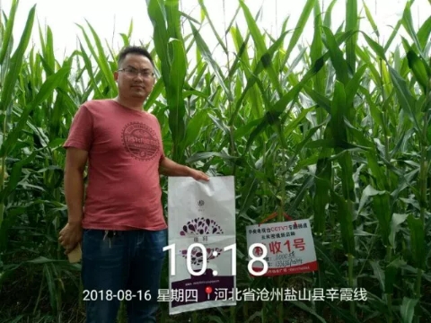唯釋控釋肥--中(zhōng)國密植玉米一次性施肥領導者！