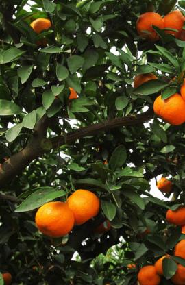 豐收高産，減肥增效不(bù)是夢--柑橘大豐收
